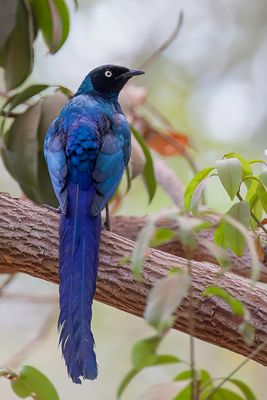 Long-tailed Glossy Starling - Groene Langstaartglansspreeuw - Choucador  longue queue