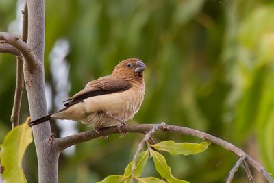 African Silverbill - Zilverbekje - Capucin bec-d'argent