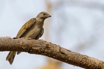 Lesser Honeyguide - Kleine Honingspeurder - Petit Indicateur