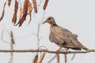 Red-eyed Dove - Roodoogtortel - Tourterelle  collier