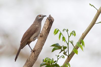 Brown Babbler - Sahelbabbelaar - Cratrope brun