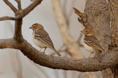 Chestnut-crowned Sparrow-Weaver - Roestwangwever - Mahali  calotte marron
