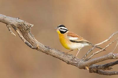 Golden-breasted Bunting - Acaciagors - Bruant  poitrine dore