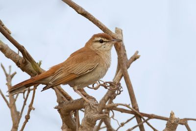 Rufous-tailed Scrub Robin - Rosse Waaierstaart - Agrobate roux