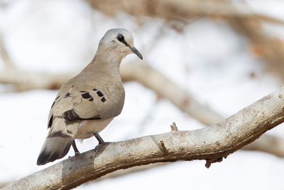 Black-billed Wood Dove - Zwartsnavelduif - Tourtelette d'Abyssinie