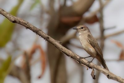 Pale Flycatcher - Vale Vliegenvanger - Gobemouche ple