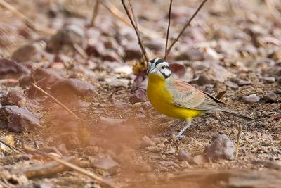 Brown-rumped Bunting - Bruinstuitgors - Bruant  ventre jaune