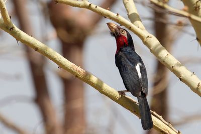 Bearded Barbet - Zwartbandbaardvogel - Barbican  poitrine rouge
