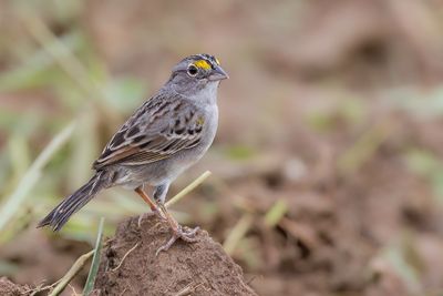Grassland Sparrow - Graslandgors - Bruant des savanes