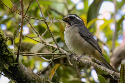 Thick-billed Saltator - Diksnavelsaltator - Saltator à bec épais (m)