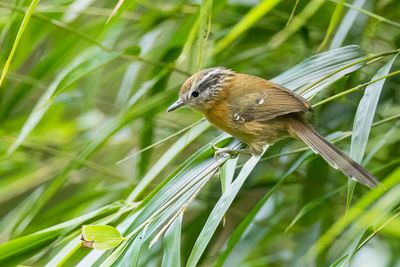 Bertoni's Antbird - Bertoni's Miervogel - Grisin de Bertoni