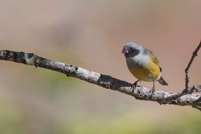 Angola Waxbill - Angolese Astrild - Astrild de Bocage