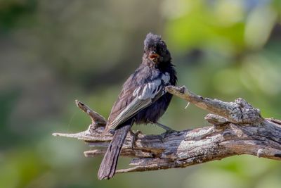 Carp's Tit - Carps Mees - Mésange de Carp (imm)