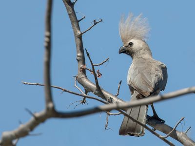 Grey Go-away Bird - Vale Toerako - Touraco concolore