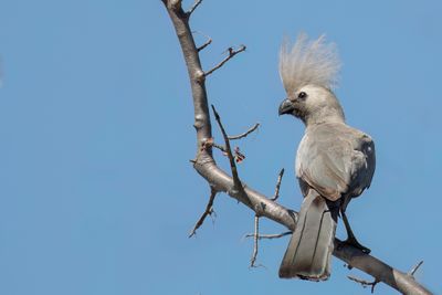 Grey Go-away Bird - Vale Toerako - Touraco concolore