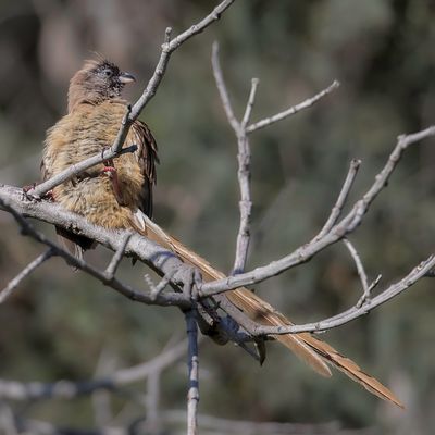 Red-backed Mousebird - Roodstuitmuisvogel - Coliou  dos marron