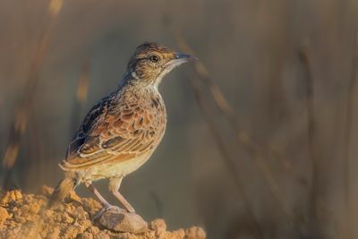 Angola Lark - Angolese Leeuwerik - Alouette d'Angola
