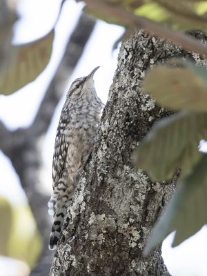 African Spotted Creeper - Afrikaanse Gevlekte Boomkruiper - Salpornis de Salvadori