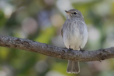 African Dusky Flycatcher - Kaapse Vliegenvanger - Gobemouche sombre