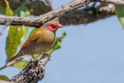Orange-winged Pytilia - Wenerastrild - Beaumarquet à dos jaune