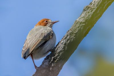 Red-capped Crombec - Roodkapkrombek - Crombec à calotte rousse