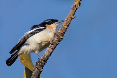 Yellow-bellied Hyliota - Geelbuikhyliota - Hyliote à ventre jaune