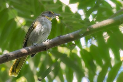 Yellow-throated Nicator - Geelkeelnicator - Nicator à gorge jaune
