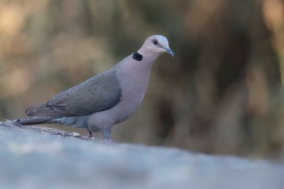 Red-eyed Dove - Roodoogtortel - Tourterelle à collier