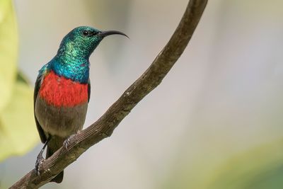 Olive-bellied Sunbird - Olijfbuikhoningzuiger - Souimanga à ventre olive (m)