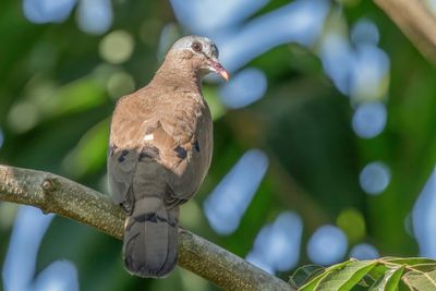 Blue-spotted Wood Dove - Staalvlekduif - Tourtelette améthystine