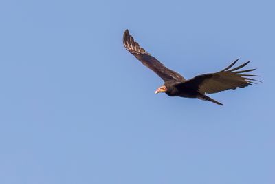 Lesser Yellow-headed Vulture - Kleine Geelkopgier - Urubu  tte jaune