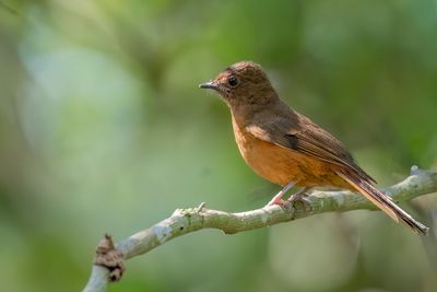Fraser's Rufous Thrush - Frasers Kortpootlijster - Stizorhin de Fraser