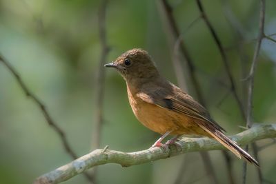 Fraser's Rufous Thrush - Frasers Kortpootlijster - Stizorhin de Fraser