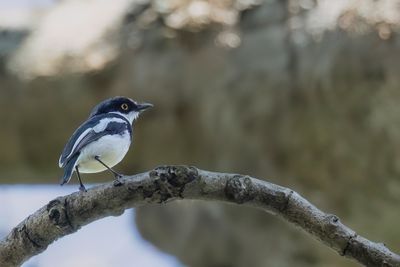 Angola Batis - Angolese Vliegenvanger - Pririt d'Angola (m)