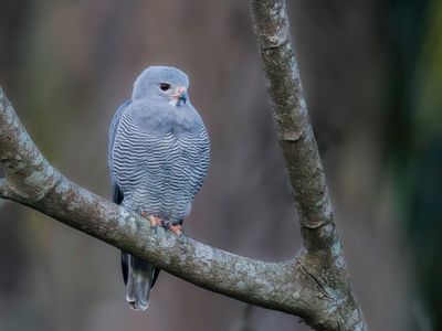 Lizard Buzzard - Hagedisbuizerd - Autour unibande