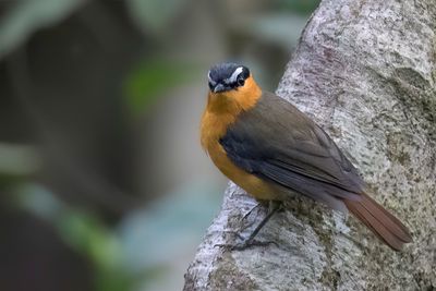 Grey-winged Robin-Chat - Grijsvleugeljanfrederik - Rougegorge à sourcils blancs