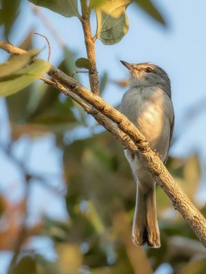 Grey Tit-flycatcher - Meesvliegenvanger - Gobemouche mésange