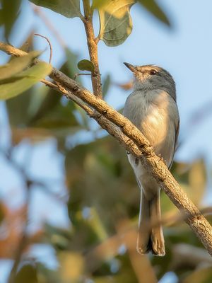 Grey Tit-flycatcher - Meesvliegenvanger - Gobemouche msange