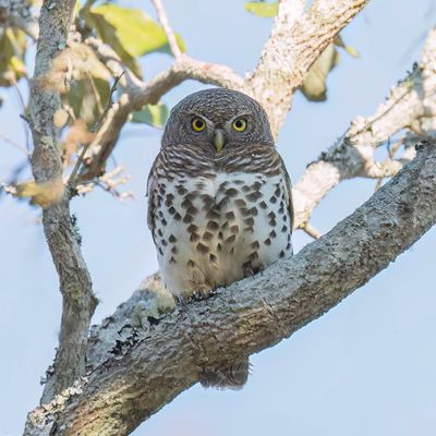 African Barred Owlet - Kaapse Dwerguil - Chevêchette du Cap