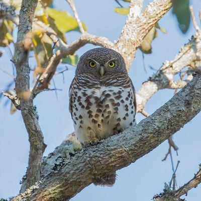 African Barred Owlet - Kaapse Dwerguil - Chevêchette du Cap