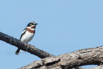 Chinspot Batis - Witflankvliegenvanger - Pririt molitor (f)