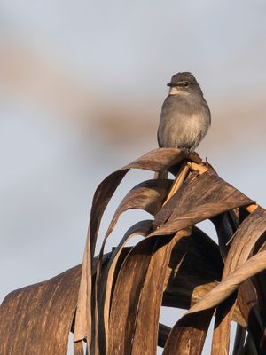 Dusky-blue Flycatcher - Dofblauwe Vliegenvanger - Gobemouche ardoisé