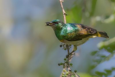 Grey-chinned Sunbird - Goudband-honingzuiger - Souimanga à bec droit (m)