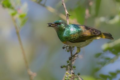 Grey-chinned Sunbird - Goudband-honingzuiger - Souimanga à bec droit (m)