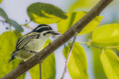 Yellow-rumped Tinkerbird - Geelstuitketellapper - Barbion à croupion jaune