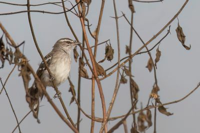 Brown-backed Scrub Robin - Bruinrugwaaierstaart - Agrobate à dos brun