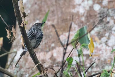 Banded Prinia - Zebraprinia - Prinia rayée