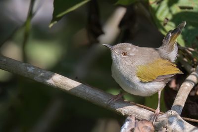 Hartert's Camaroptera - Harterts Camaroptera - Camaroptère de Hartert