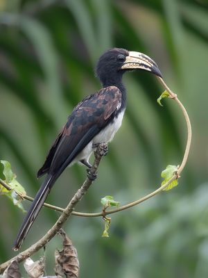 Congo Pied Hornbill - Congolese Bonte Tok - Calao longibande