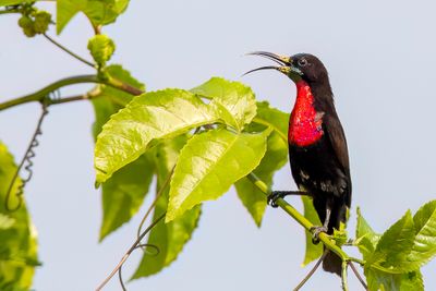 Scarlet-chested Sunbird - Roodborsthoningzuiger - Souimanga  poitrine rouge (m)